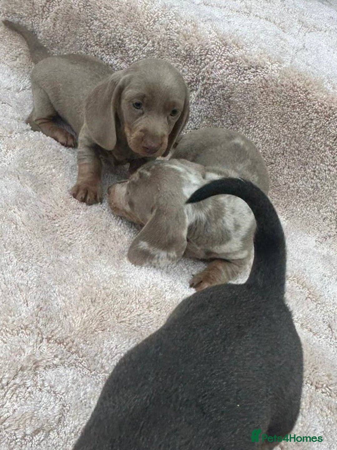 Miniature Dachshund dogs for sale: Miniature Dachshund Puppies - Image 3