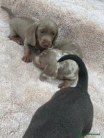 Miniature Dachshund dogs - Advert 3