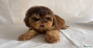 Cockapoo dogs - Advert 2