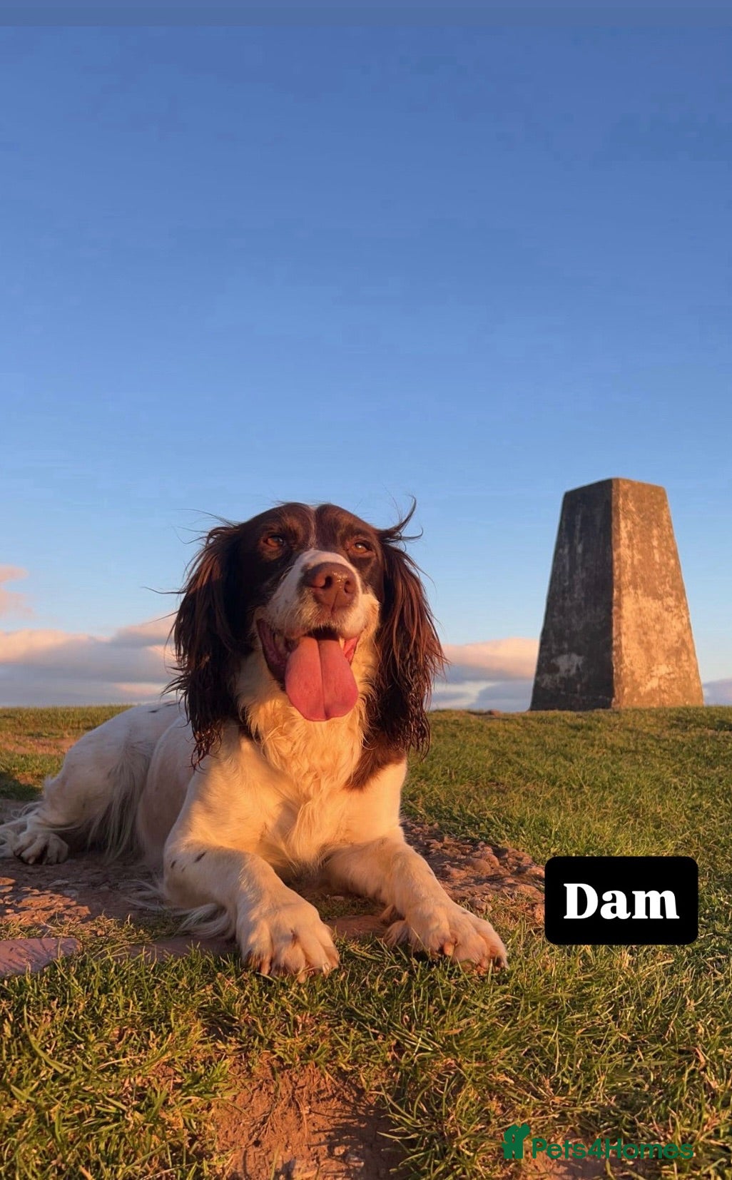 English Springer Spaniel dogs Springer spaniel puppies, Docked tails  - Advert 1