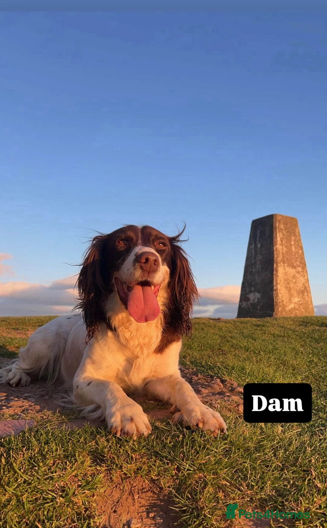 English Springer Spaniel dogs for sale: Springer spaniel pups,Docked tails by a vet  - Advert 1