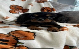 Cavalier King Charles Spaniel dogs for sale: Stunning DNA CLEAR Cavalier Pups - Image 7