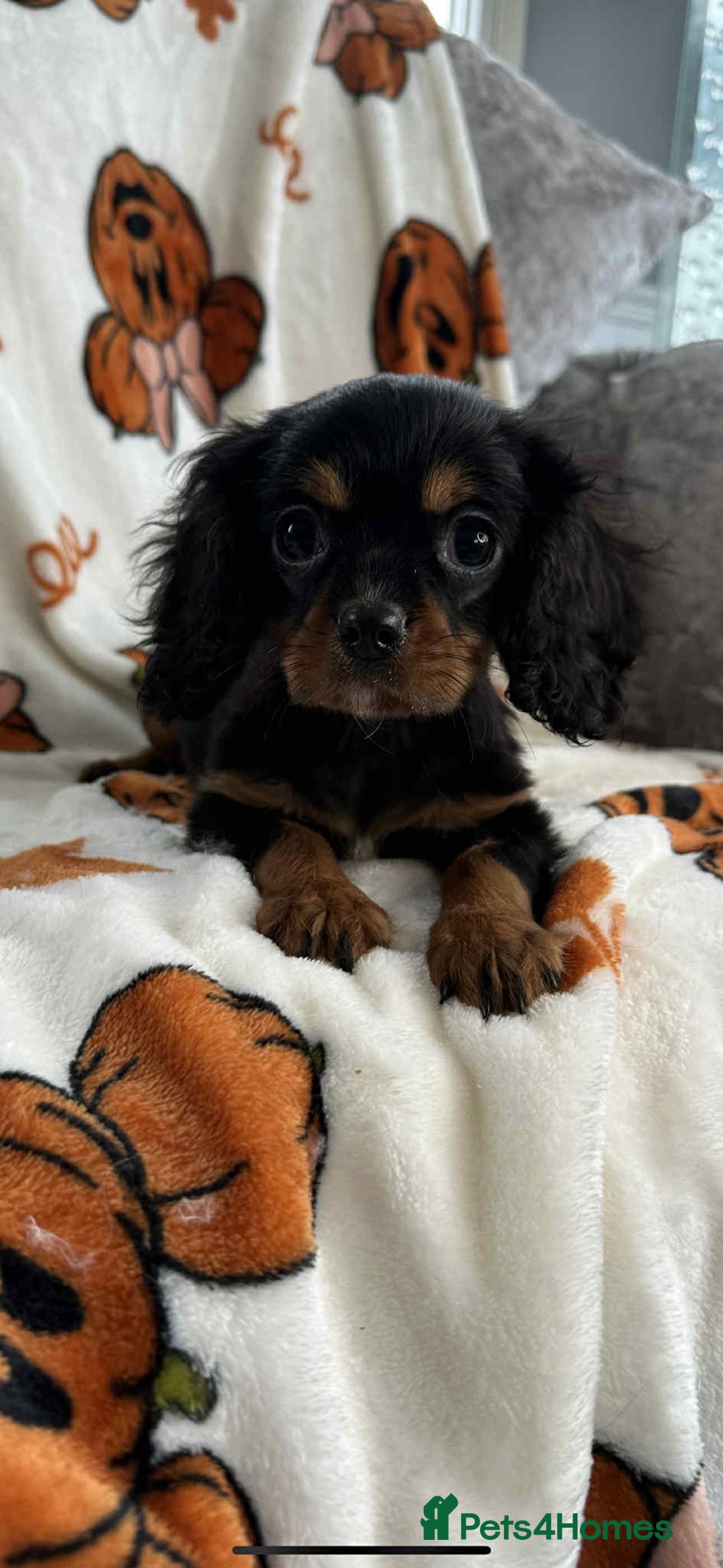 Cavalier King Charles Spaniel dogs for sale: Stunning DNA CLEAR Cavalier Pups - Image 7