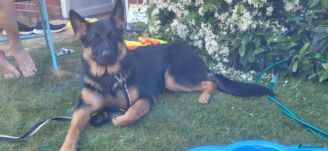 German Shepherd dogs for sale: Freyr - Image 2
