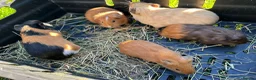 Guinea Pig rodents for sale: Guinea pig in Willenhall - Advert 9