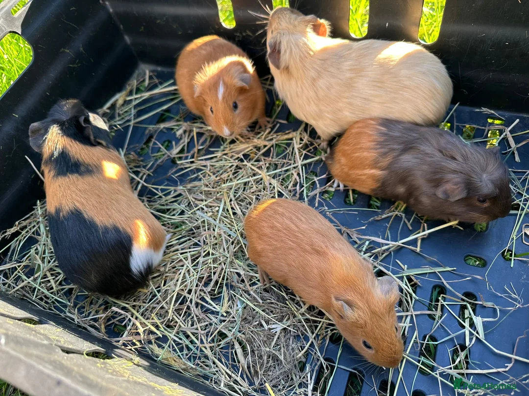Guinea Pig rodents for sale: Guinea pig in Willenhall - Advert 9
