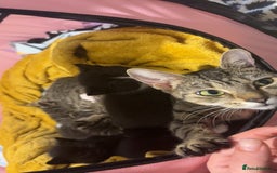 Bengal cats for sale: Beautiful kittens💕 - Advert 1