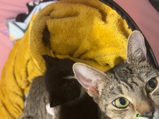 Bengal cats Beautiful kittens💕 - Advert 2