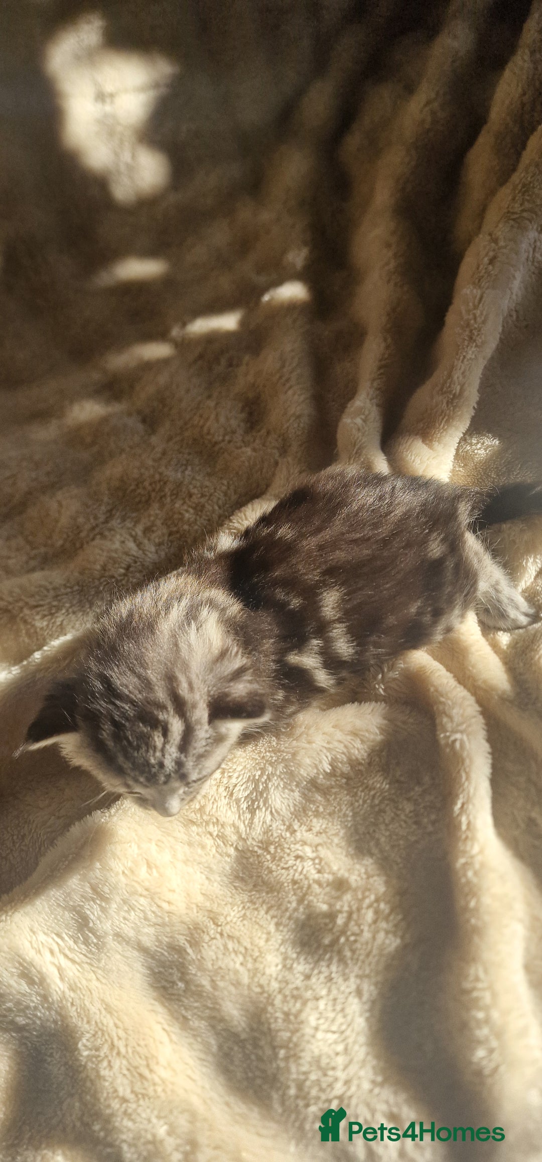 Maine Coon cats for sale: Maine Coon Kittens  - Advert 7
