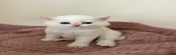 British Shorthair cats for sale: Stunning Golden Kittens  in Chesterfield - Advert 5