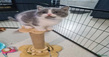 British Shorthair cats - Advert 14