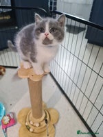 British Shorthair cats - Advert 14