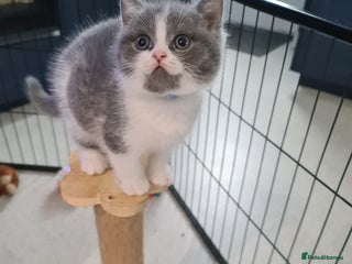 British Shorthair cats - Advert 1