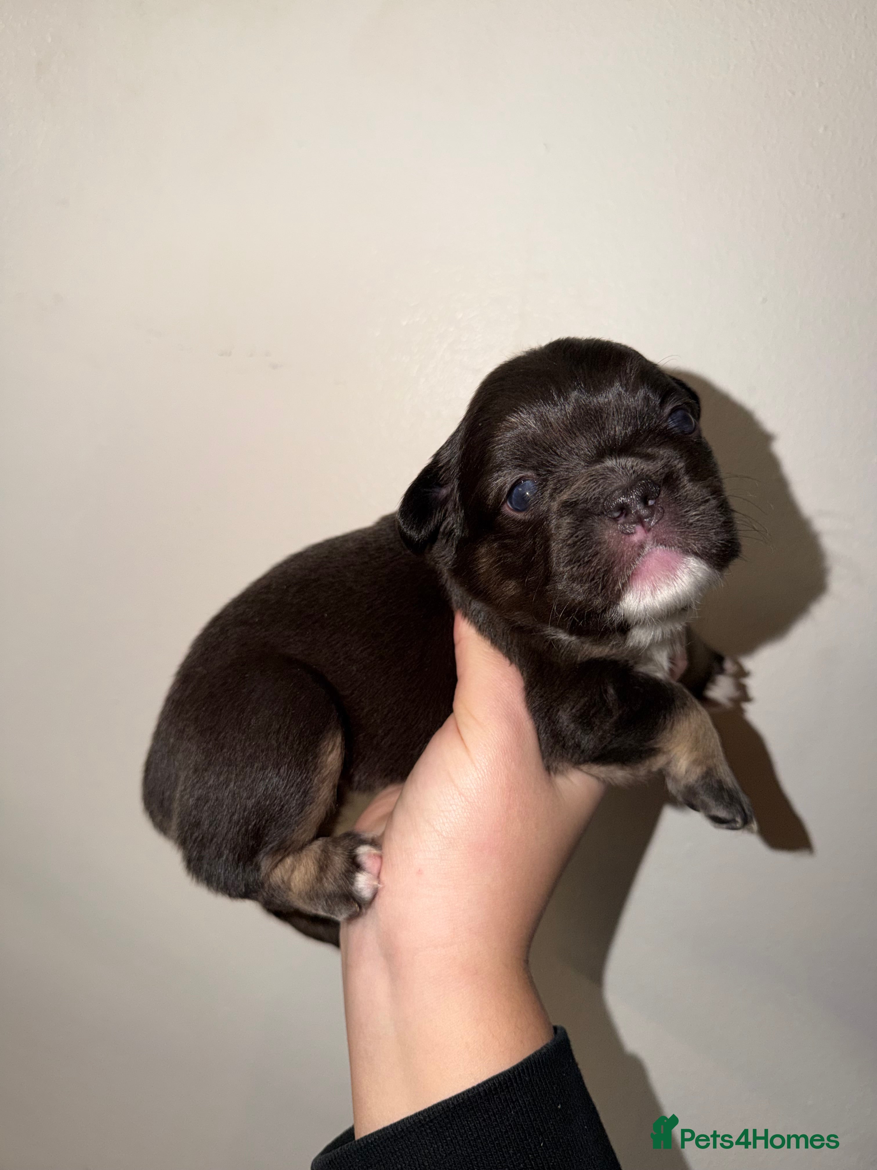 French Bulldog dogs BEAUTIFUL FLUFFY FRENCHIES💜 - Advert 1