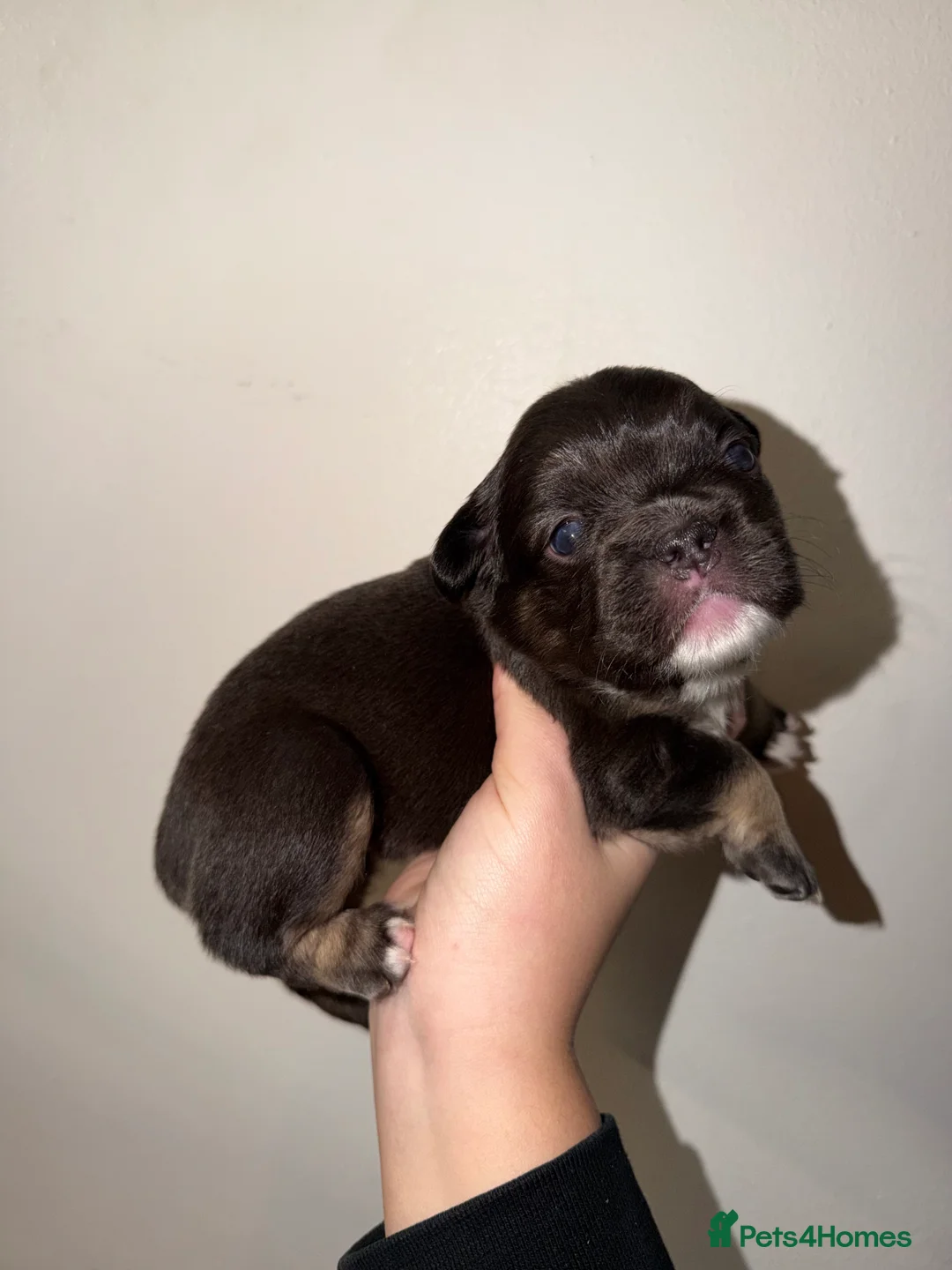 French Bulldog dogs for sale: BEAUTIFUL FLUFFY FRENCHIES💜 - Advert 1