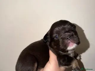 French Bulldog dogs BEAUTIFUL FLUFFY FRENCHIES💜 - Advert 1