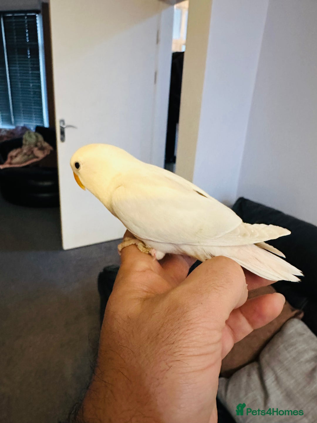 Lovebirds birds for sale: Hand-Reared, Tamed 8-Week-Old Peach-Faced Lovebird - Advert 6