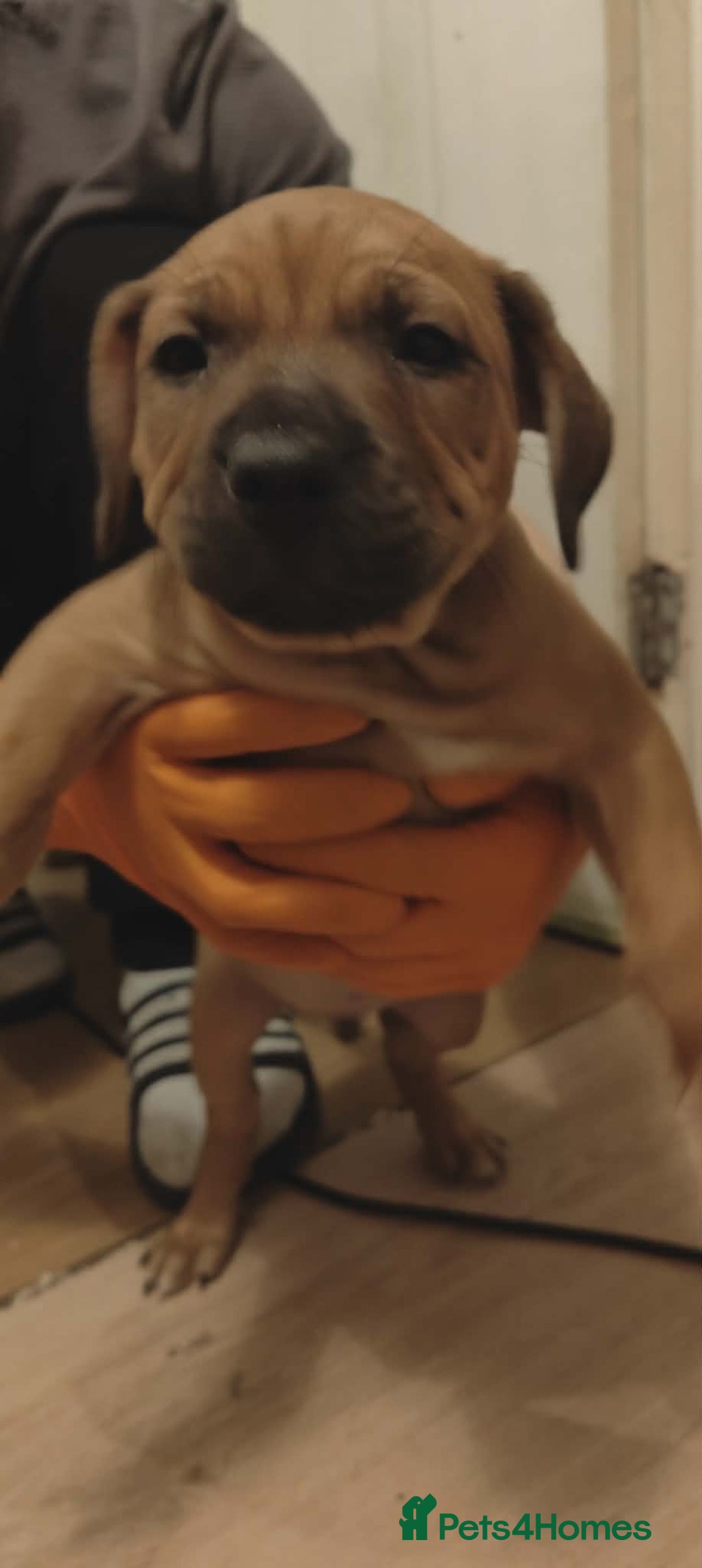 Staffordshire Bull Terrier dogs for sale: Beautiful stunning staffy puppies READY To go !!! - Advert 8