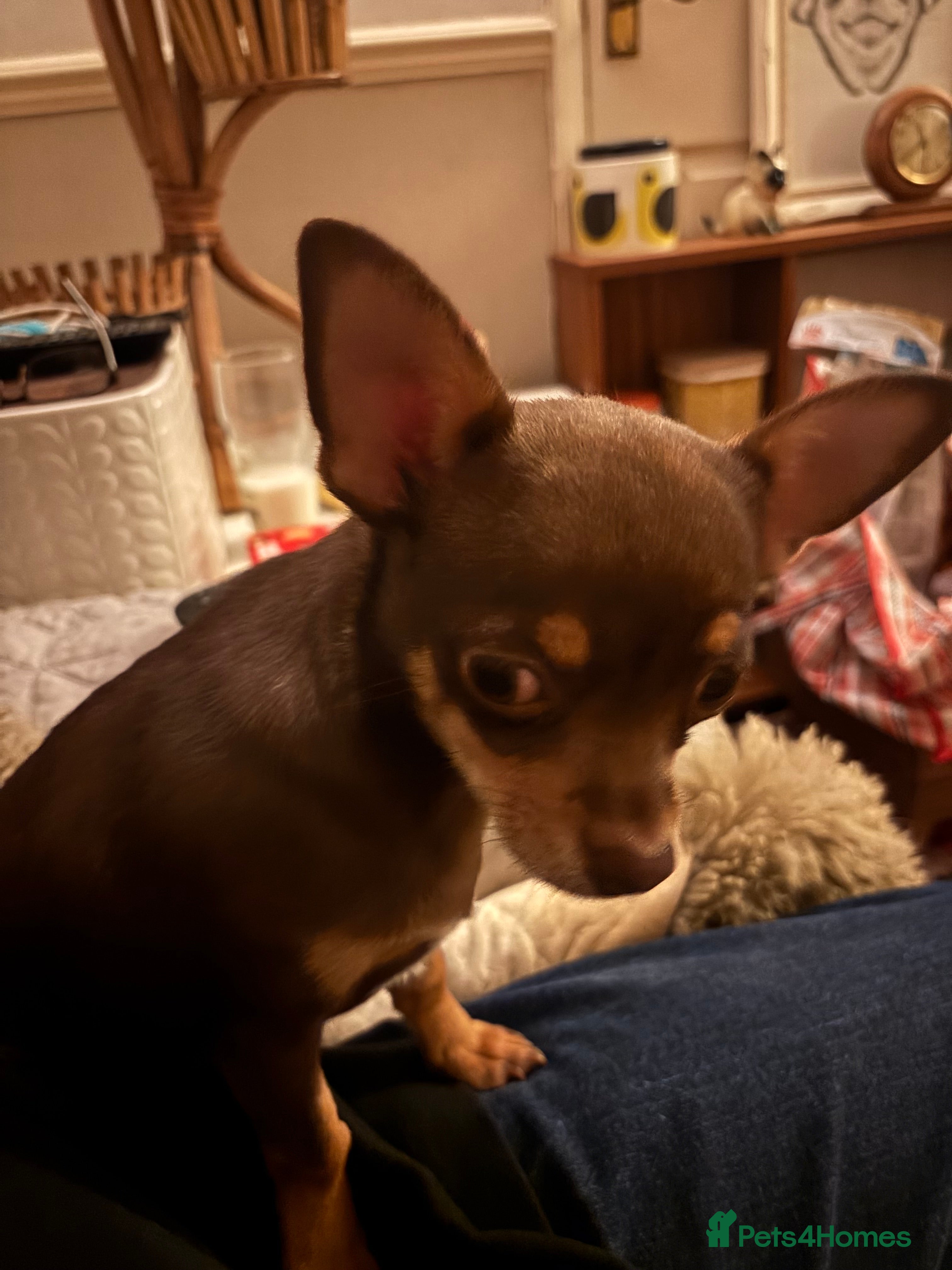 Chihuahua dogs Chihuahua boy - Advert 3