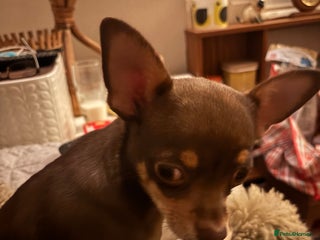 Chihuahua dogs Chihuahua boy - Advert 3