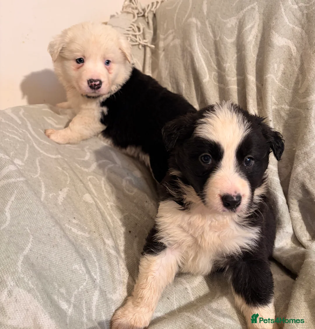 Border Collie dogs for sale: HEALTH TESTED CLEAR PARENTS BORDER COLLIE PUPS - Advert 33