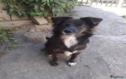 Mixed Breed dogs for adoption: Cute Briggie looking for LOVE - Image 12