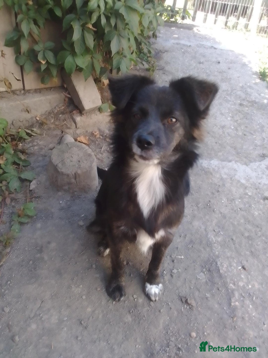 Mixed Breed dogs for adoption: Cute Briggie looking for LOVE - Image 12