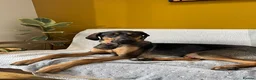 Mixed Breed dogs for adoption: ADONIS — A Gentle, Loving 1 Year Old Hound Mix - Advert 4