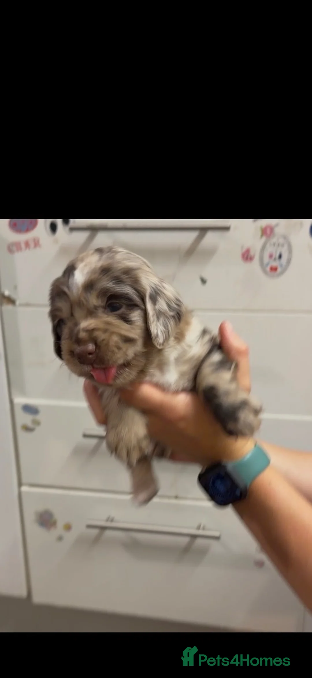 Sprocker dogs for sale: Merle sprocker spaniel puppies  in Dover - Advert 2