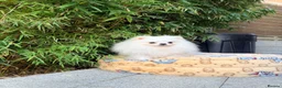 Pomeranian dogs for sale: SUPER TINY WHITE POMERANIAN BOY - Advert 22