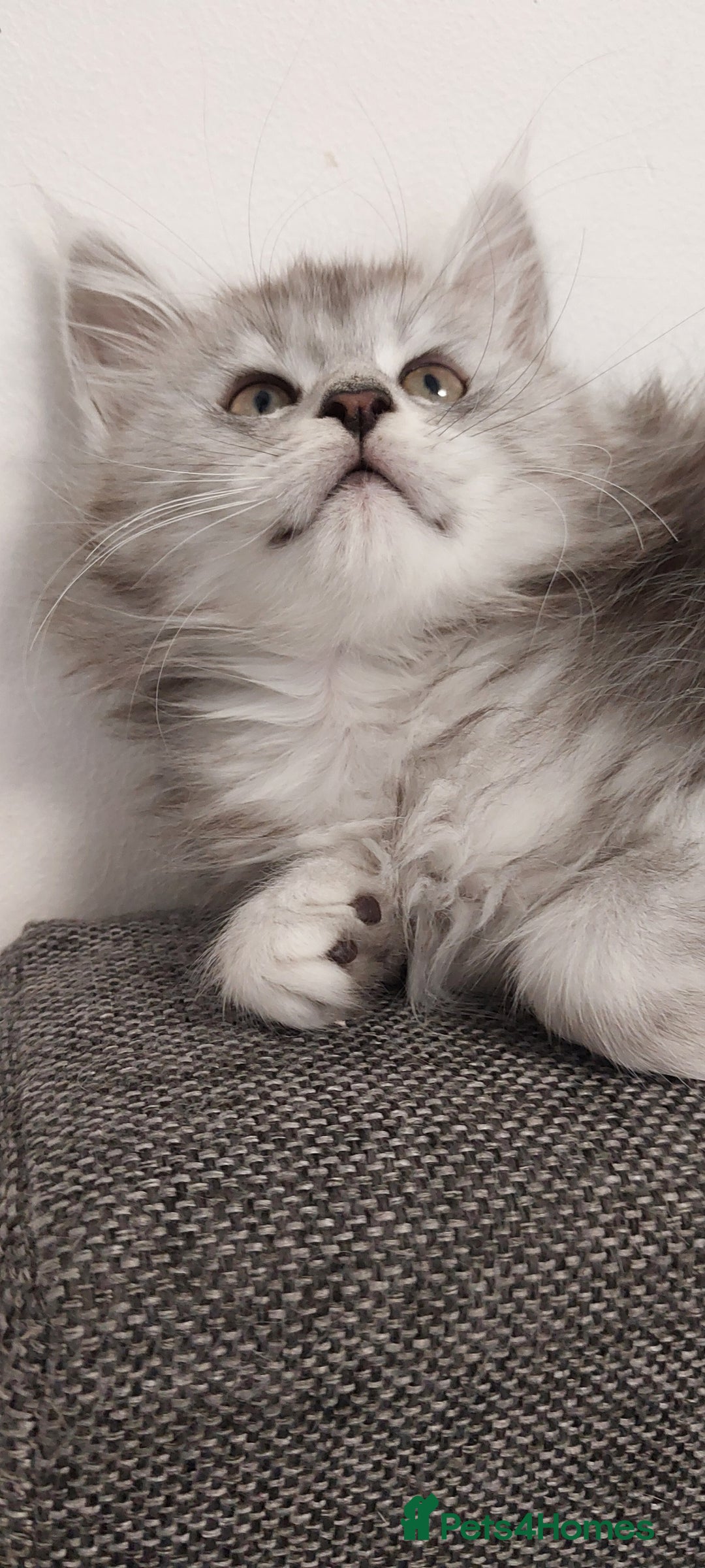 Maine Coon cats for sale: 🐈🐈🐈7 Amazing Maine coons🐈🐈🐈 - Advert 14