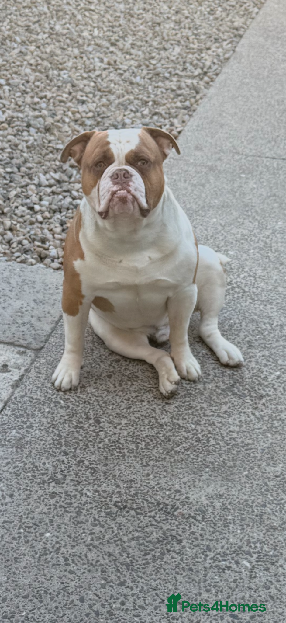 American Bulldog dogs American Bulldog Import For Stud - Advert 4