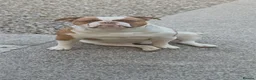 American Bulldog dogs for stud: American Bulldog Import For Stud in Ashington - Advert 1
