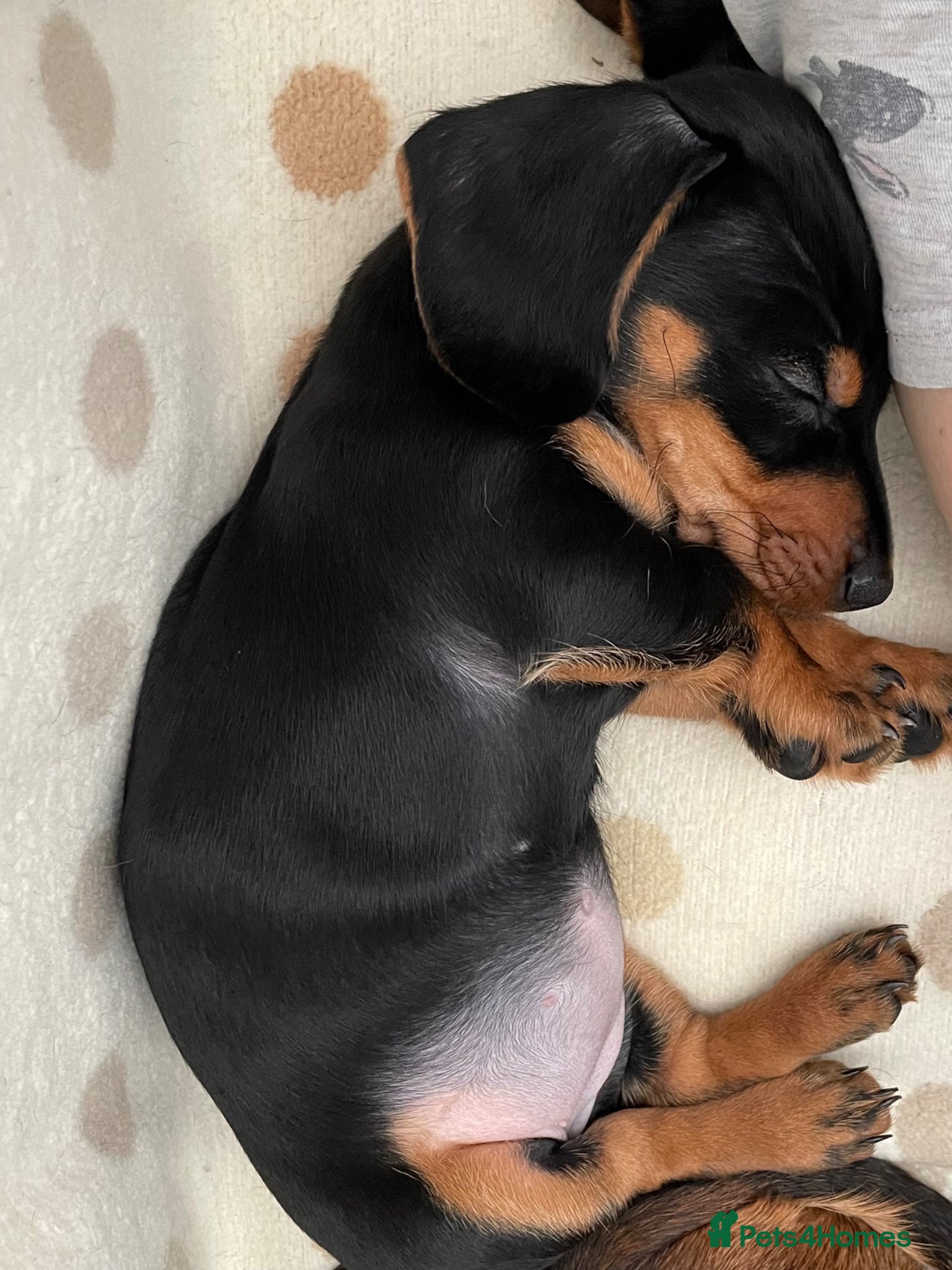 Miniature Dachshund dogs for sale: Female miniature dachshund for sale - Advert 5