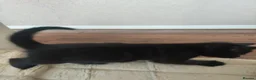 Mixed Breed cats for sale: Beautiful kitten's  - Advert 2