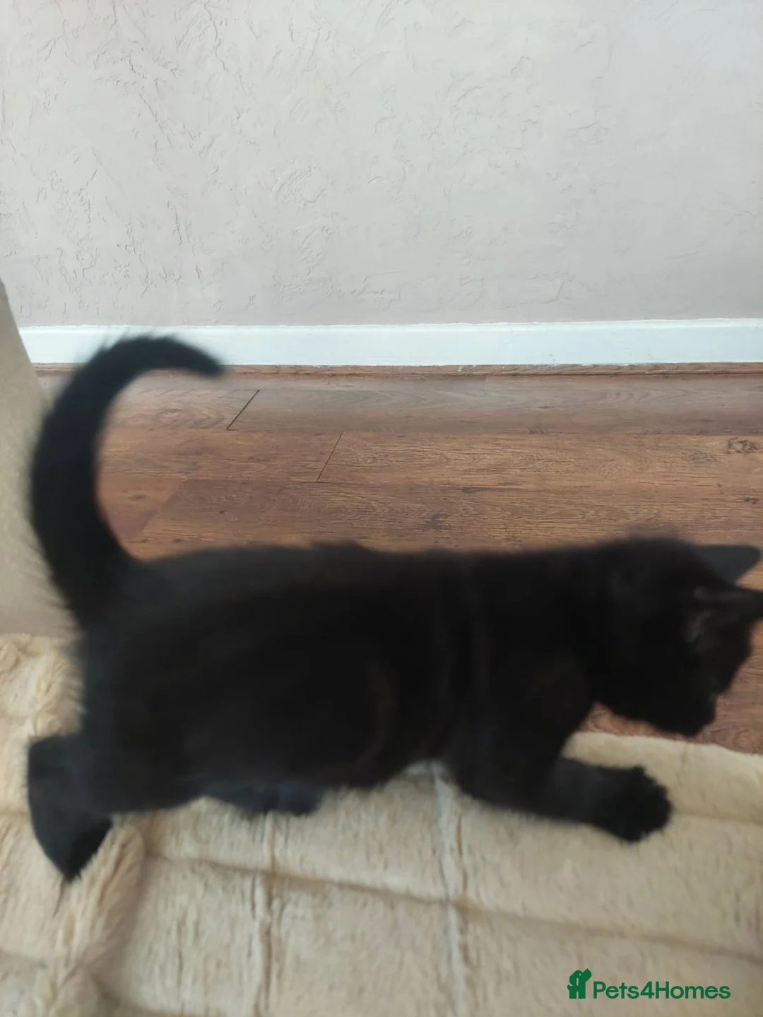 Mixed Breed cats for sale: Beautiful kitten's  - Advert 2