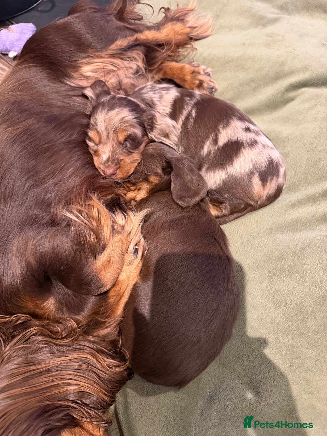 Miniature Dachshund dogs for sale: Long haired miniature dachshund pups - Advert 14