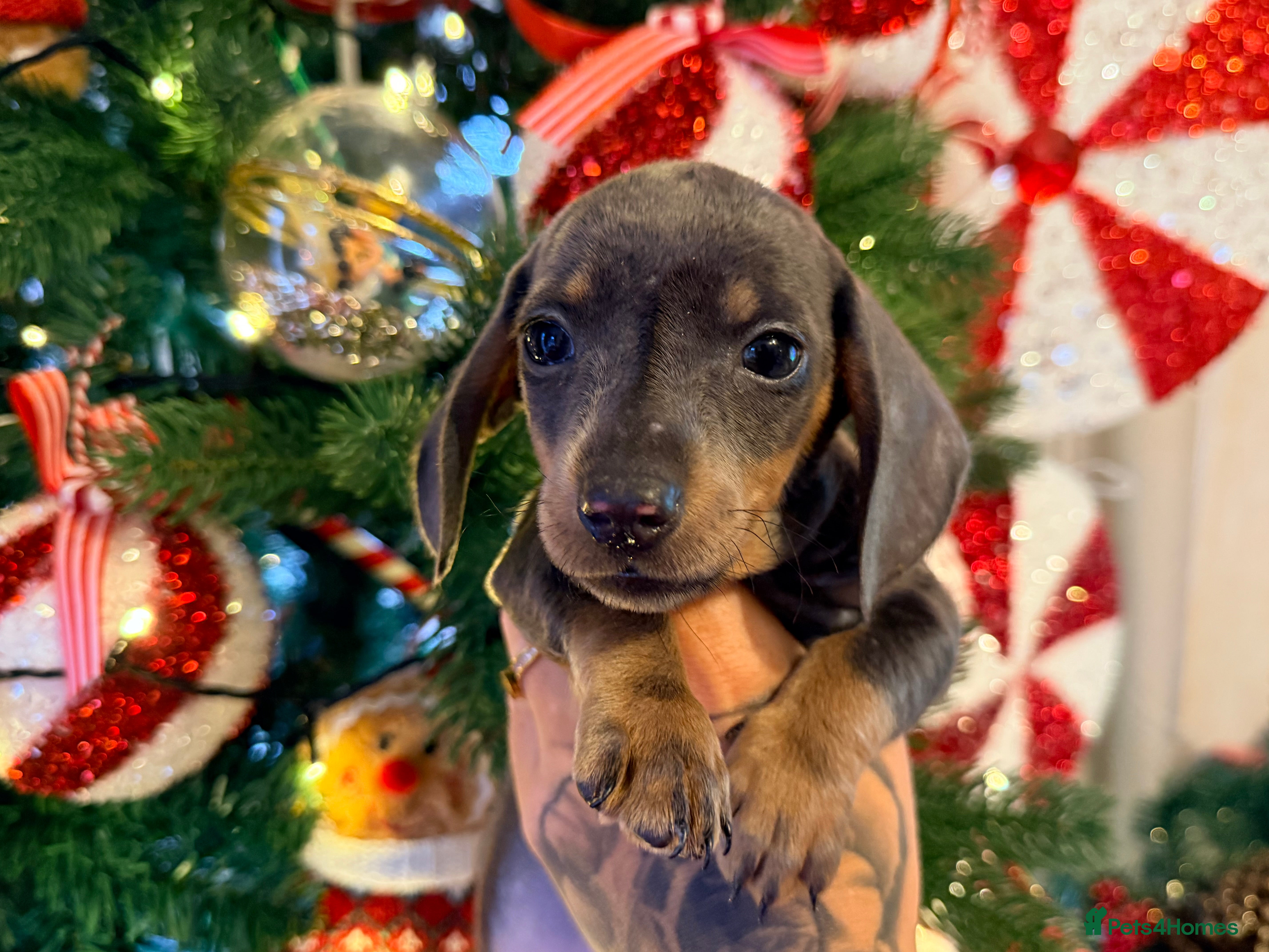 Dachshund dogs ⭐️LAST BOY AVAILABLE- Mini dachshunds pups⭐️ - Advert 1