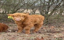 Cows & Bulls livestock for sale: Gentle Highland Beauties – Two Heifers Available - Image 4