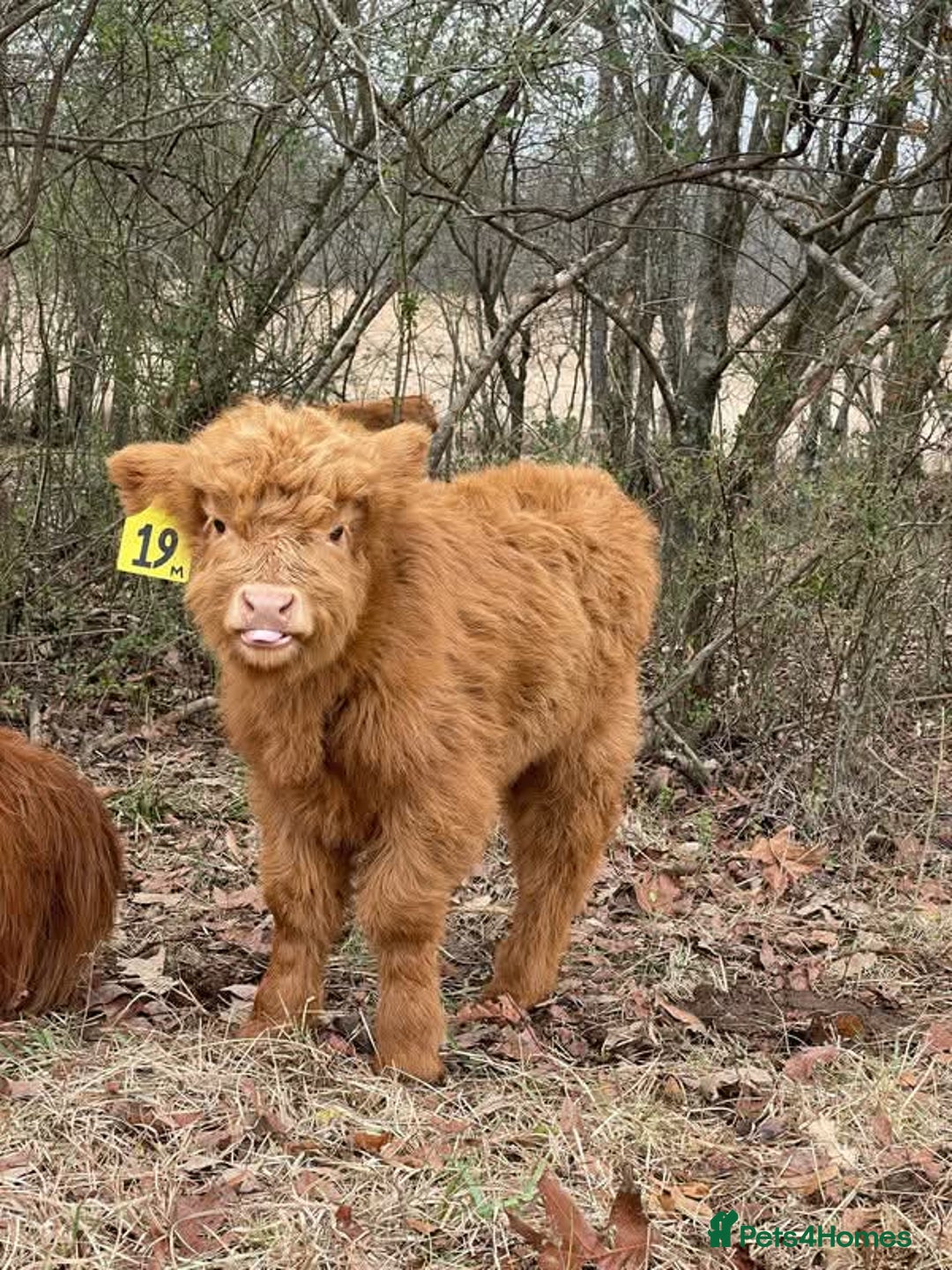 Cows & Bulls livestock for sale: Gentle Highland Beauties – Two Heifers Available - Image 4