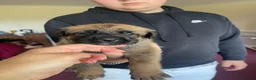 Belgian Shepherd Dog dogs for sale: Stunning Belgian Malinois puppies  - Advert 5