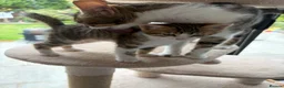 Mixed Breed cats for sale: Mixed breed with bengal in Eastleigh - Advert 12