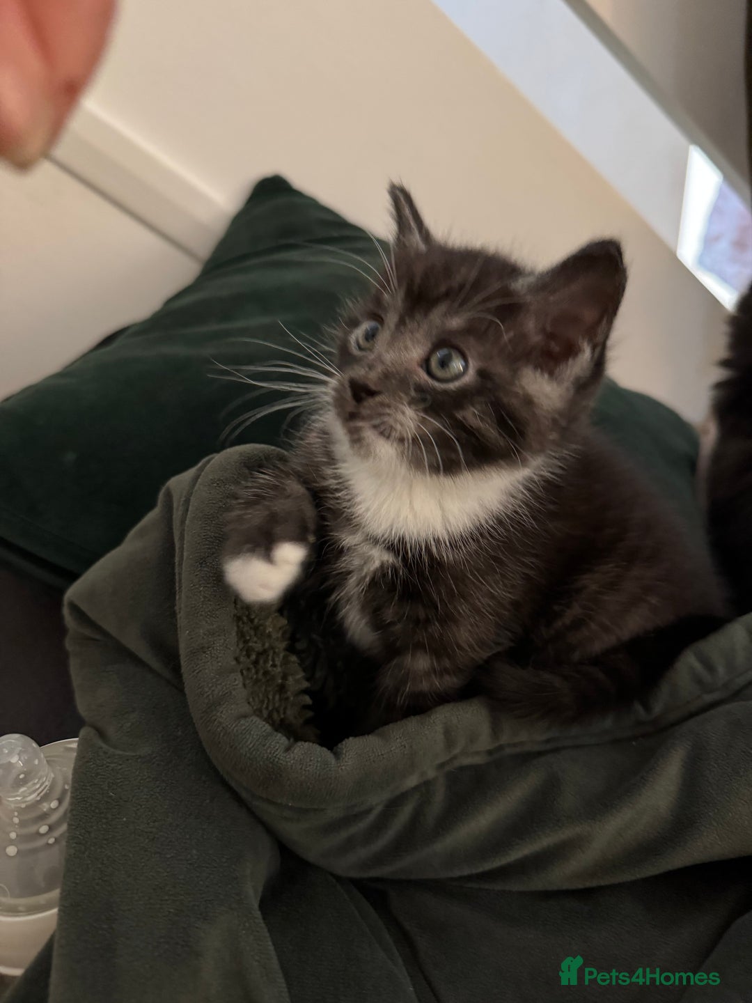 Maine Coon cats for sale: 5 beautiful kittens  - Advert 2