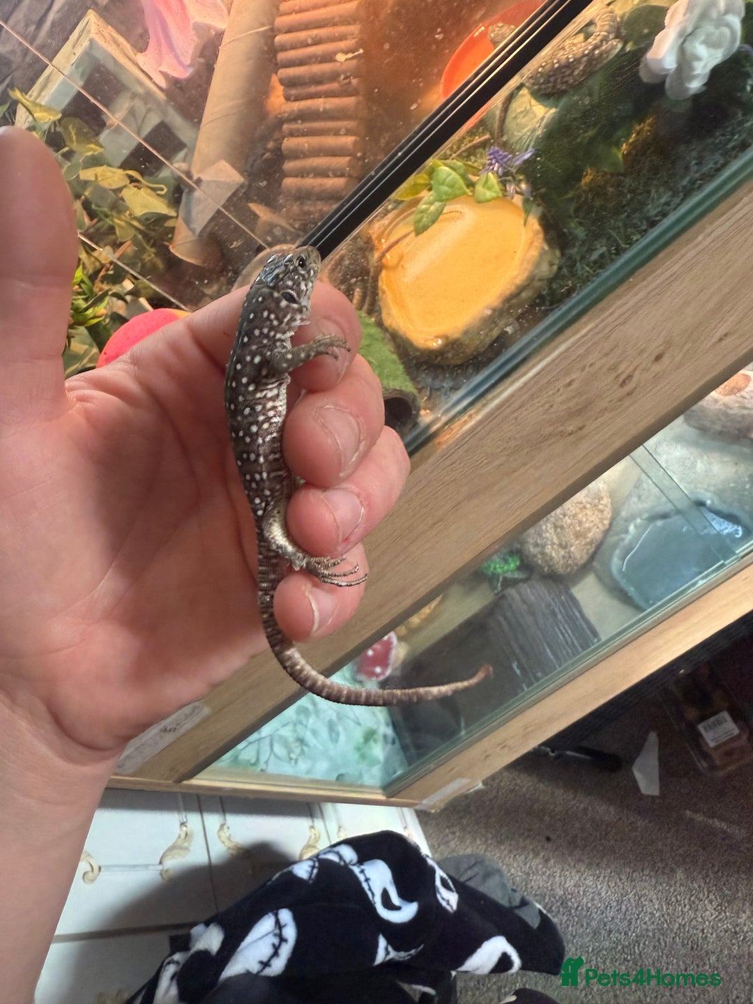 Lizard reptiles for sale: Free jewelled lacertas read description - Image 3