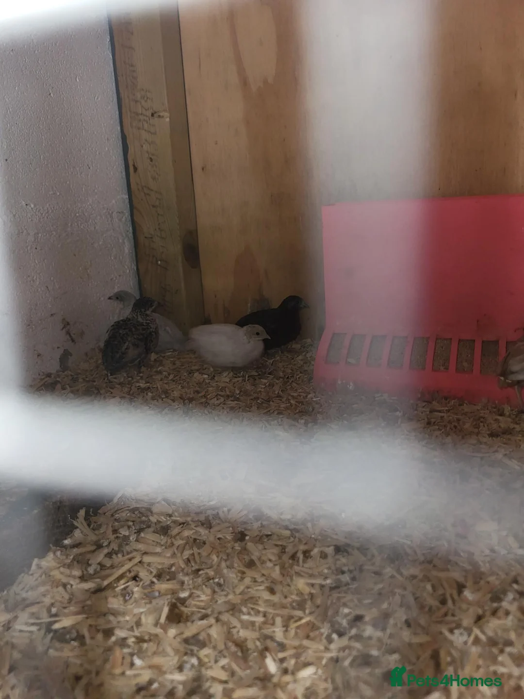 Quail poultry for sale: 4 week old button quail. Unsexed - Advert 2