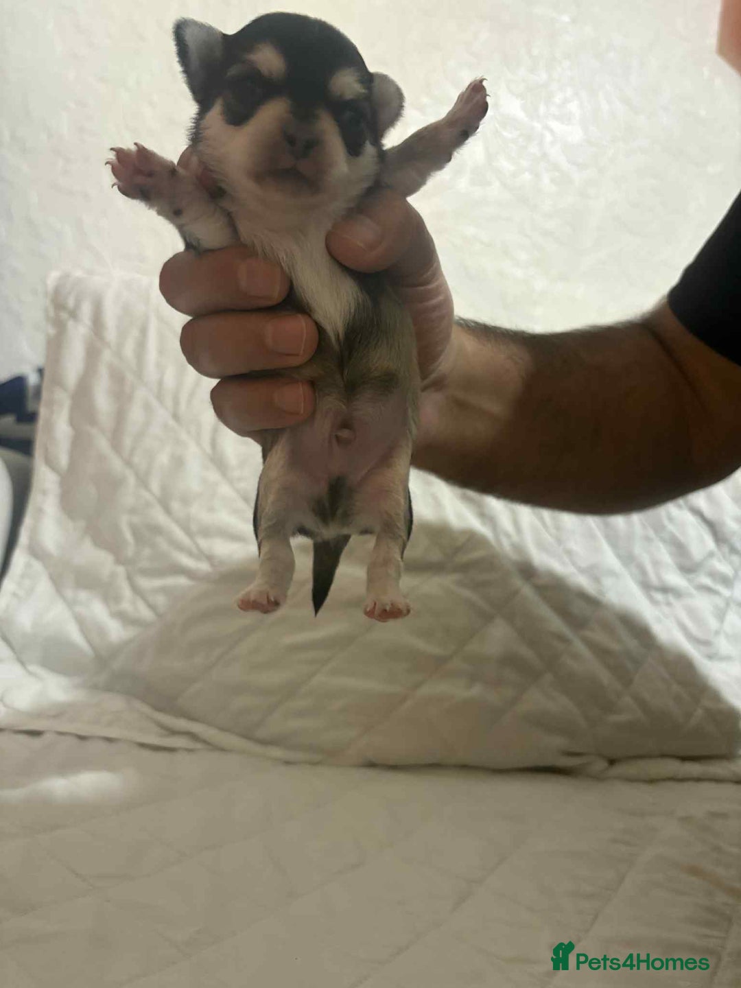 Chihuahua dogs for stud: Chihuahua for stud  - Advert 10