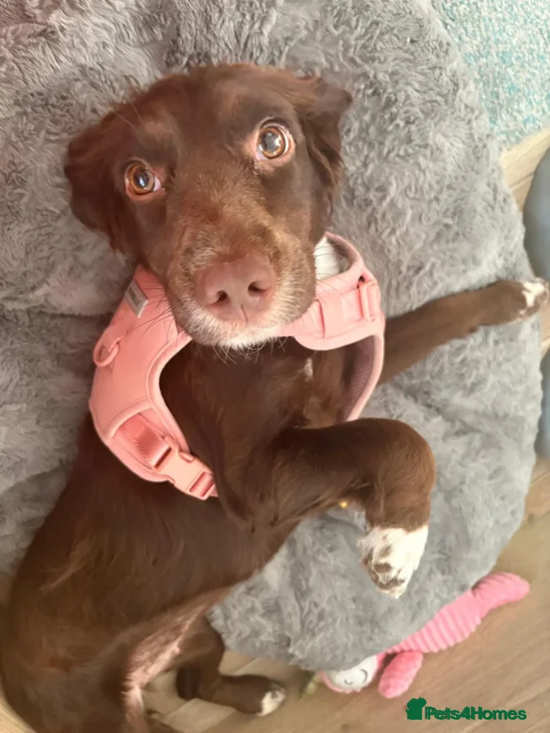 Cocker Spaniel dogs for sale: 2year old female cocker spaniel  - Advert 3