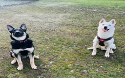 German Shepherd dogs for sale: ⚡RARE EAST EUROPEAN SHEPHERD PUPPIES AVAILABLE⚡ - Image 26