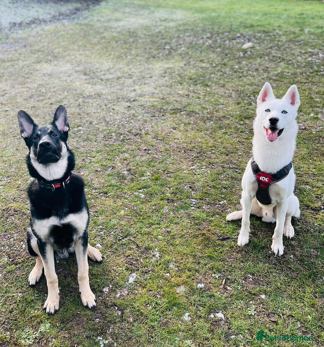 German Shepherd dogs for sale: ⚡RARE EAST EUROPEAN SHEPHERD PUPPIES AVAILABLE⚡ - Image 26