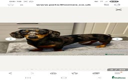 Miniature Dachshund dogs for sale: Stunning KC Health Tested Miniature Dachshunds - Image 20